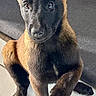 dog, puppy, belgian_malinois, pointy_ears, sitting, portrait, pet, canine, brown_coat, black_mask, indoors, tile_floor, sunlight, furniture, alert, looking_at_camera, front_view, cute, animal_photography, upright_pose