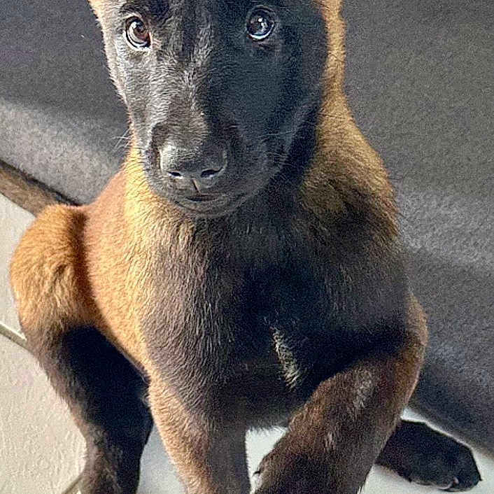 Nahya participe au concours pour gagner de l'argent avec cette photo : dog, puppy, belgian_malinois, pointy_ears, sitting, portrait, pet, canine, brown_coat, black_mask, indoors, tile_floor, sunlight, furniture, alert, looking_at_camera, front_view, cute, animal_photography, upright_pose