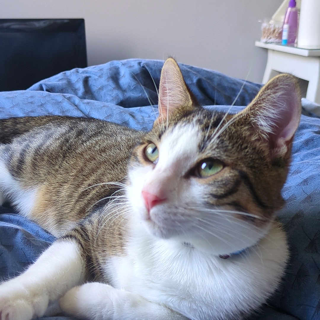 Willow a rejoint le concours — aidez-le/la à gagner de superbes lots ! abyssinian, adult, animal, bed, bedroom, cat, computerhardware, couch, electronics, face, female, furniture, head, indoors, male, man, person, pet, room, woman