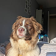 Arès a rejoint le concours — aidez-le/la à gagner de superbes lots ! bed, bedroom, brown_and_white, closeup, collar, cozy, dog, dog_tag, eyes, fluffy, fur, indoor, lighting, muzzle, nose, pet, portrait, shadow, sunlight, whiskers