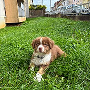 Arès a rejoint le concours — aidez-le/la à gagner de superbes lots ! puppy, dog, grass, greenery, outdoor, residential_area, building, sky, cloudy, pet, collar, cute, young_dog, nature, animal, laying_down, fur, white_paws, brown_fur, curious