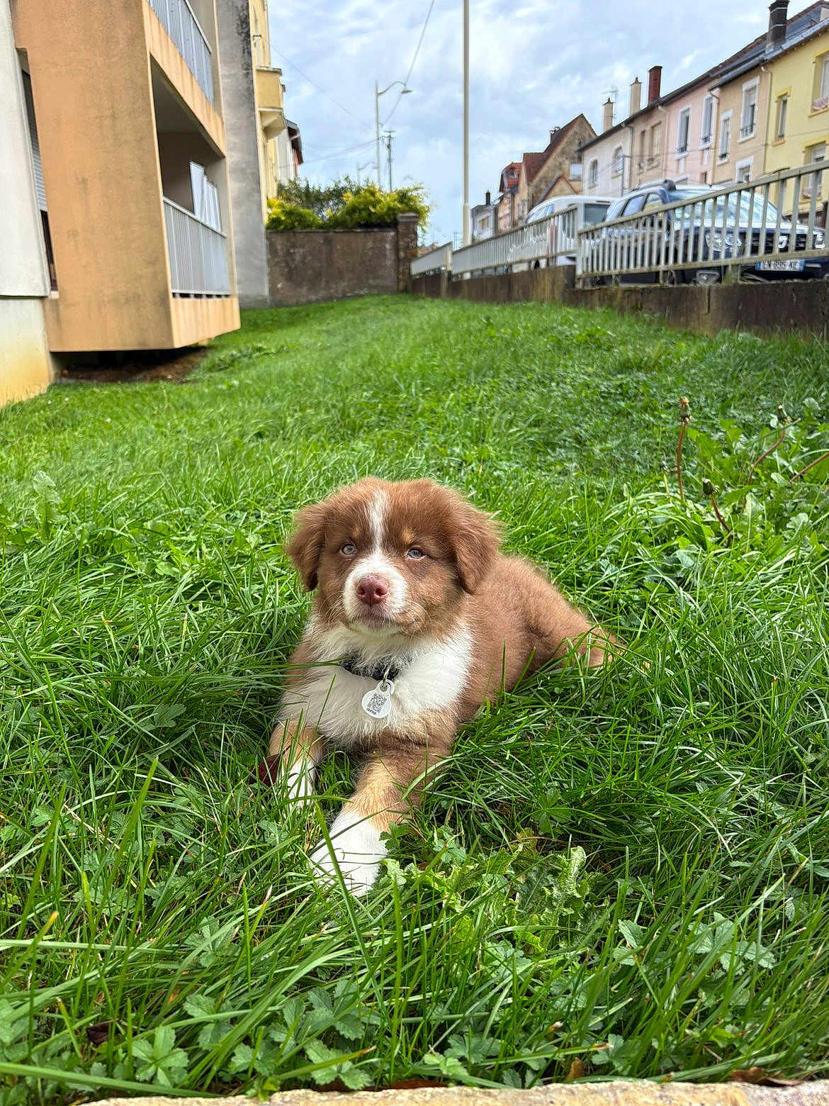 Arès a rejoint le concours — aidez-le/la à gagner de superbes lots ! puppy, dog, grass, greenery, outdoor, residential_area, building, sky, cloudy, pet, collar, cute, young_dog, nature, animal, laying_down, fur, white_paws, brown_fur, curious