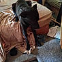 animal, bed, black_dog, blanket, blur, carpet, clutter, dog, domestic, floor, furniture, indoor, messy, mirror, paws, pet, resting, room, sheet, wood