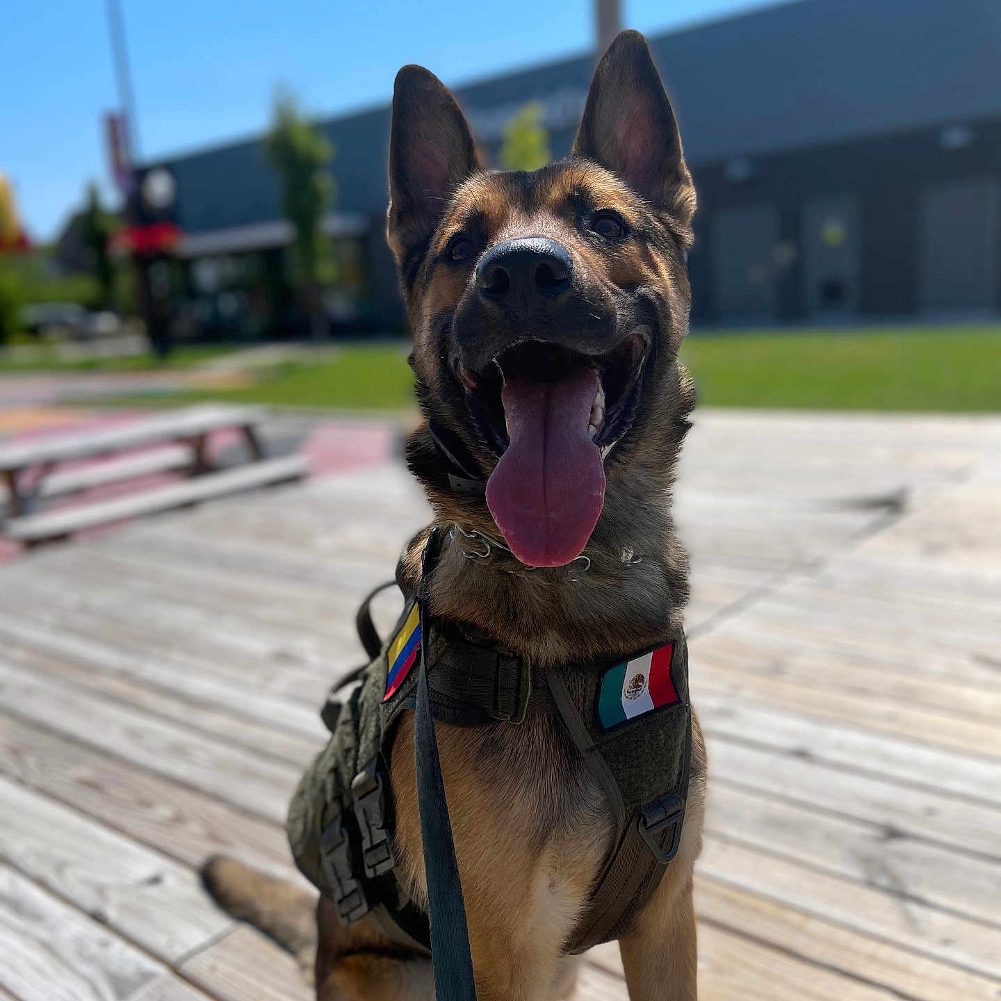 Astro is registered to the contest to win money with this photo: accessories, animal, architecture, boardwalk, bridge, building, canine, deck, dog, germanshepherd, harness, house, housing, pet, policedog, puppy, strap, water, waterfront, wood
