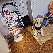 Atchoum a rejoint le concours — aidez-le/la à gagner de superbes lots ! dog, puppy, golden_retriever, rug, wooden_floor, holiday_decor, signpost, plush_toys, wall, corner, indoor, christmas, festive, sweater, pet, toy, floor, cozy, decor, cute