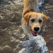 Atchoum participe au concours pour gagner de l'argent avec cette photo : animal, beach, collar, dog, foam, golden_retriever, happy, ocean, outdoors, pet, portrait, seawater, smiling, summer, sunlight, surf, tail, water, waves, wet