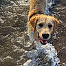 animal, beach, collar, dog, foam, golden_retriever, happy, ocean, outdoors, pet, portrait, seawater, smiling, summer, sunlight, surf, tail, water, waves, wet