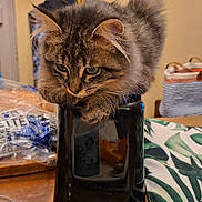 Cookie participe au concours pour gagner de l'argent avec cette photo : black_container, brown, cat, close_up, container, cozy, curious, curled_paws, domestic, ears, face, feline, fluffy, household, indoor, pet, tabby, table, whiskers, wooden_table