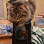 black_container, brown, cat, close_up, container, cozy, curious, curled_paws, domestic, ears, face, feline, fluffy, household, indoor, pet, tabby, table, whiskers, wooden_table