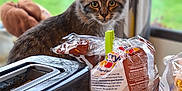 Cookie a rejoint le concours — aidez-le/la à gagner de superbes lots ! animal, bread, bread_bag, cat, closeup, curious, curtains, domestic_cat, feline, food_packaging, green_background, houseplant_blur, indoor, kitchen_counter, looking, pet, plastic_clip, tabby_cat, toaster, window