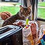 animal, bread, bread_bag, cat, closeup, curious, curtains, domestic_cat, feline, food_packaging, green_background, houseplant_blur, indoor, kitchen_counter, looking, pet, plastic_clip, tabby_cat, toaster, window