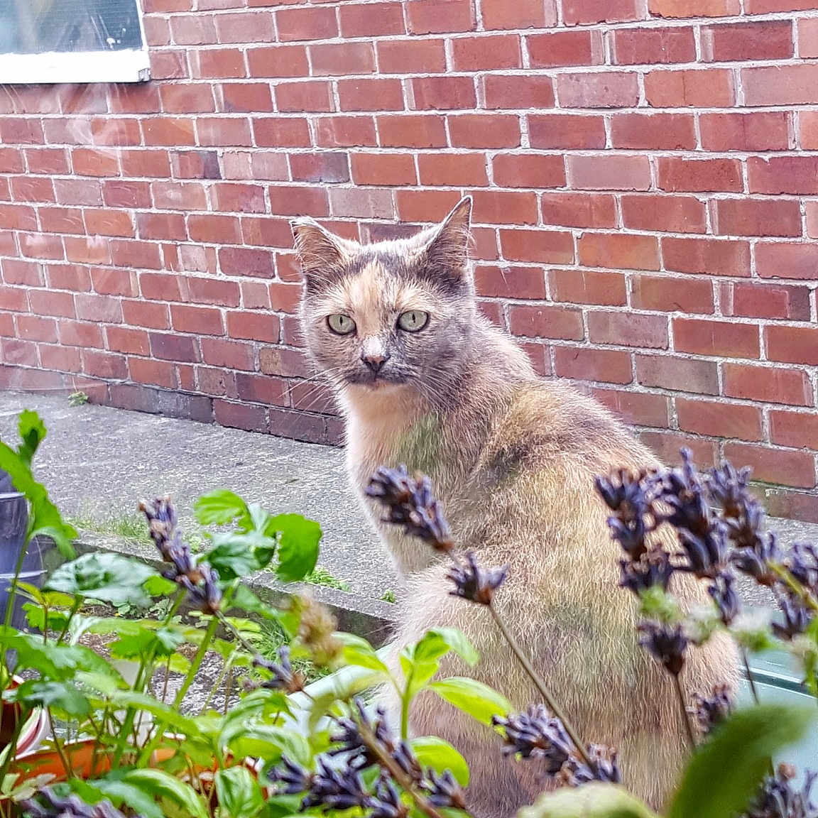 Catalina joined the competition — help win amazing prizes! aegean_cat, brick, carnivore, cat, domestic_short_haired_cat, european_shorthair, felidae, garden, grass, house, leaf, plant, small_to_medium_sized_cats, tail, tree, whiskers, wild_cat, wildlife, window, yard