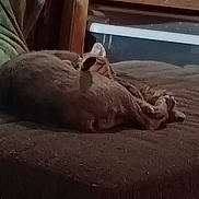 Smokey is registered to the contest to win money with this photo: