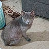 Smokey joined the competition — help win amazing prizes! cat, gray_cat, indoor, carpet, furniture, couch, container, pet, animal, floor, looking, sitting, curious, domestic, cozy, home, feline, mammal, whiskers, ears