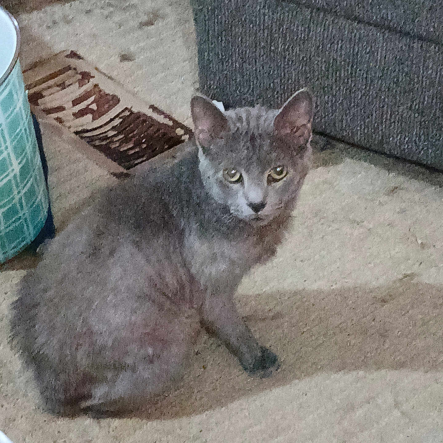Smokey joined the competition — help win amazing prizes! cat, gray_cat, indoor, carpet, furniture, couch, container, pet, animal, floor, looking, sitting, curious, domestic, cozy, home, feline, mammal, whiskers, ears