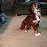 dog, carpet, living_room, couch, blanket, indoor, pet, brown_dog, furniture, floor, household, animal, sitting, blur, dim_lighting, cozy, domestic, canine, home, furry