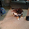 dog, carpet, living_room, couch, blanket, backpack, person, shoe, floor, indoor, pet, furniture, animal, brown_fur, white_fur, tan_fur, standing, looking_away, child, clothing