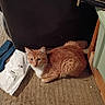 Jax is registered to the contest to win money with this photo: cat, orange_cat, loaf_pose, carpet, indoor, furniture, chair, plastic_bag, curious, pet, animal, whiskers, tail, ears, fur, paws, relaxed, floor, home, domestic
