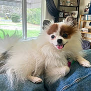 Patches joined the competition — help win amazing prizes! dog, pomeranian, fluffy, pet, indoor, window, denim, lap, tongue_out, happy, sitting, fur, collar, tag, shelf, books, greenery, home, cute, animal
