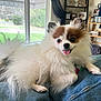 dog, pomeranian, fluffy, pet, indoor, window, denim, lap, tongue_out, happy, sitting, fur, collar, tag, shelf, books, greenery, home, cute, animal