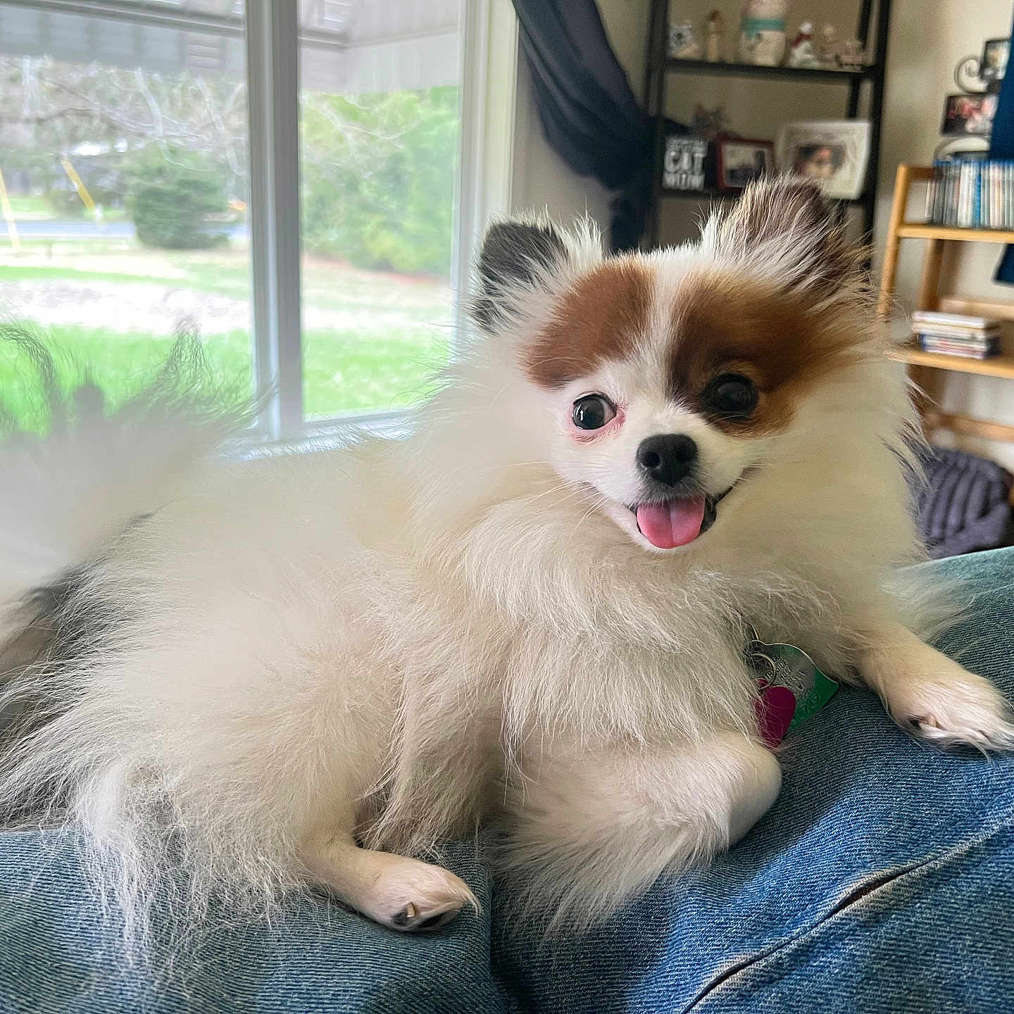 Patches joined the competition — help win amazing prizes! animal, books, collar, cute, denim, dog, fluffy, fur, greenery, happy, home, indoor, lap, pet, pomeranian, shelf, sitting, tag, tongue_out, window