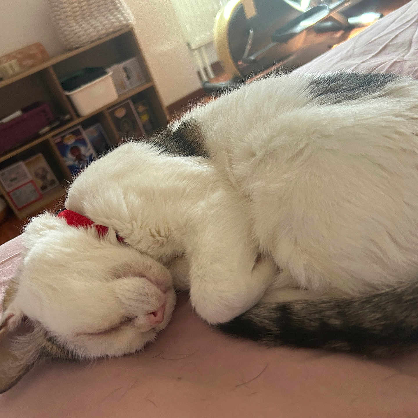 Gollumysh participe au concours pour gagner de l'argent avec cette photo : bed, cat, cozy, curled_up, domestic_animal, fur, furniture, home, indoor, pet, pink_surface, quiet, red_collar, relaxing, rest, shelf, sleeping, soft_lighting, tail, white_fur