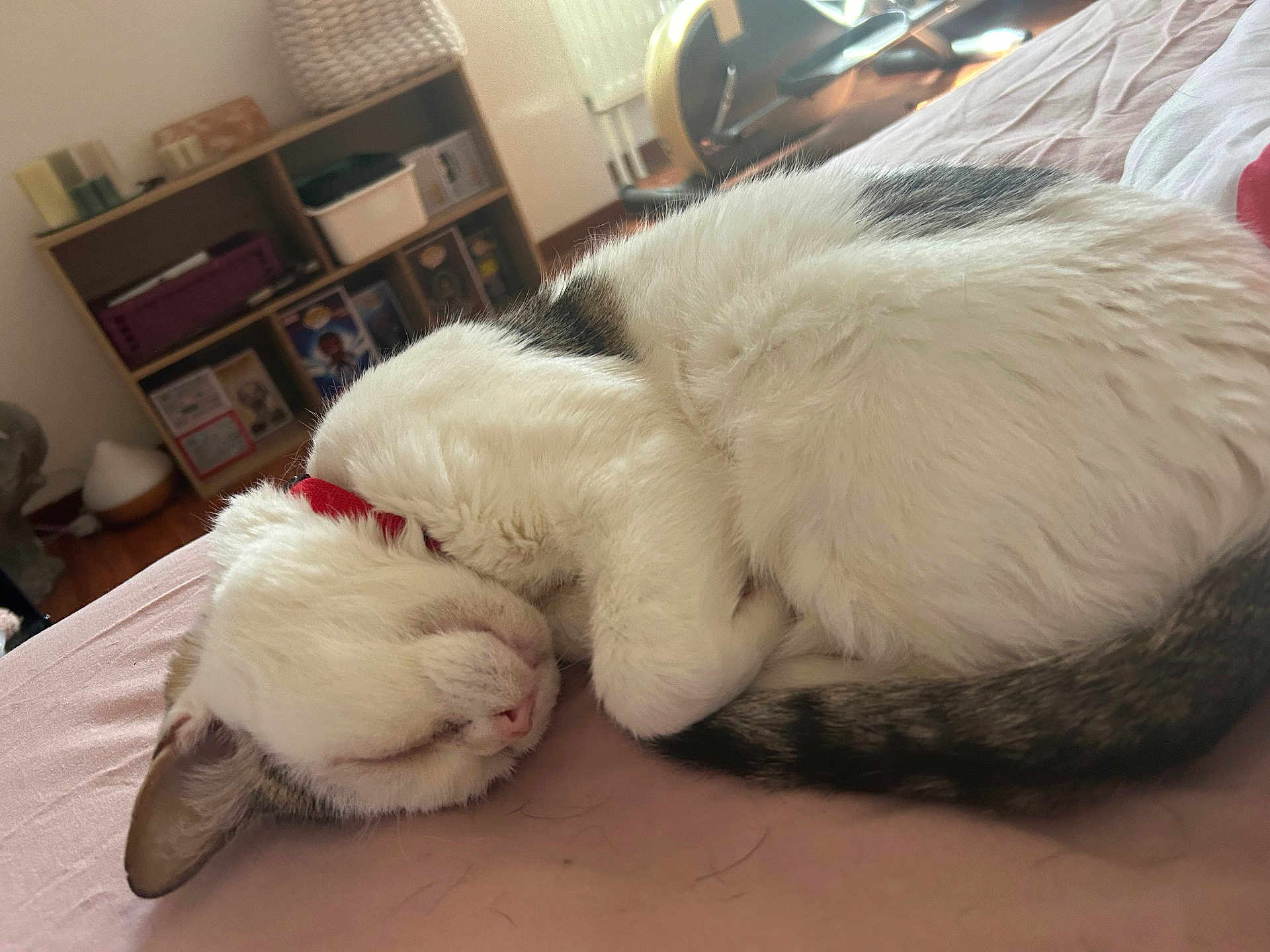 Gollumysh participe au concours pour gagner de l'argent avec cette photo : cat, sleeping, curled_up, white_fur, red_collar, indoor, bed, furniture, shelf, relaxing, pet, cozy, domestic_animal, fur, tail, pink_surface, quiet, rest, home, soft_lighting