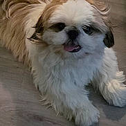 Coppo is registered to the contest to win money with this photo: dog, fluffy, white_fur, brown_fur, tongue_out, pet, indoor, floor, cute, small_dog, happy, animal, lying_down, fur, mammal, companion, domestic, friendly, canine, portrait