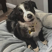 Snookums is registered to the contest to win money with this photo: puppy, dog, black_and_white, cute, pet, animal, fluffy, collar, indoor, blanket, soft, curious, young_dog, canine, fur, bedroom, floor, white_paws, relaxed, portrait