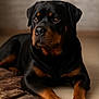 rottweiler, dog, canine, pet, animal, lying_down, brown_rug, floor, tile_floor, black_and_tan, portrait, indoor, calm, close_up, fur, paw, ears, nose, muzzle, expression
