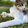 Lola participe au concours pour gagner de l'argent avec cette photo : animal, cat, close_up, dandelion, daylight, feline, flora, grass, greenery, mammal, nature, outdoor, paw, peaceful, pet, relaxing, soft_focus, tabby, whiskers, white_fur