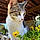 Lola
