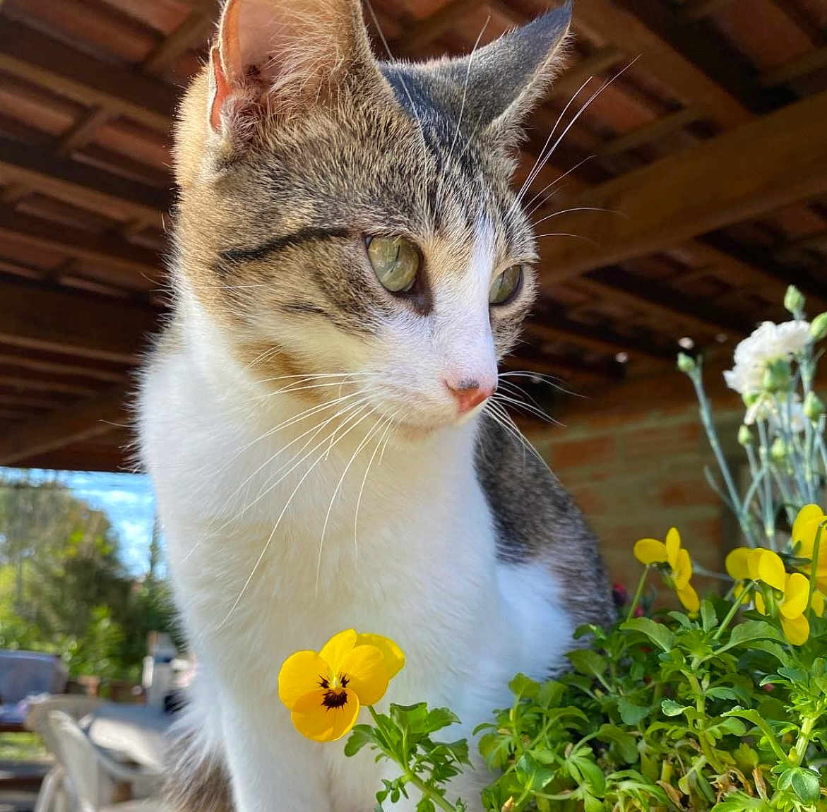 Lola
