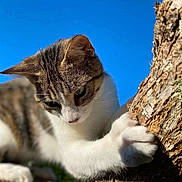 Lola a rejoint le concours — aidez-le/la à gagner de superbes lots ! animal, blue_sky, cat, climbing, closeup, curious, daylight, focused, fur, mammal, nature, outdoor, paw, pet, sunlight, tabby_cat, tree, tree_bark, whiskers, white_paws