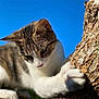 animal, blue_sky, cat, climbing, closeup, curious, daylight, focused, fur, mammal, nature, outdoor, paw, pet, sunlight, tabby_cat, tree, tree_bark, whiskers, white_paws