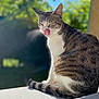 Lola a rejoint le concours — aidez-le/la à gagner de superbes lots ! animal, blue_sky, cat, close_up, cute, daylight, feline, fur, greenery, licking, nature, outdoor, pet, portrait, relaxed, sitting, sunlight, tabby, tongue, whiskers