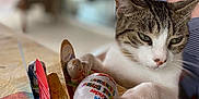 Lola participe au concours pour gagner de l'argent avec cette photo : blurred_background, cat, celebration, chocolate, closeup, easter, festive, food, holiday, indoor, kinder_egg, paw, person, relaxed, spring, striped_clothing, tabby_cat, table, tablecloth, wrapped_candy
