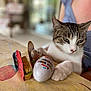blurred_background, cat, celebration, chocolate, closeup, easter, festive, food, holiday, indoor, kinder_egg, paw, person, relaxed, spring, striped_clothing, tabby_cat, table, tablecloth, wrapped_candy