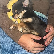 Naiya a rejoint le concours — aidez-le/la à gagner de superbes lots ! dog, puppy, sleeping, plush_toy, banana_pillow, hands, blanket, couch, sofa, cozy, indoor, cute, brown_fur, small_dog, nap, closed_eyes, resting, human_hands, textile, warm