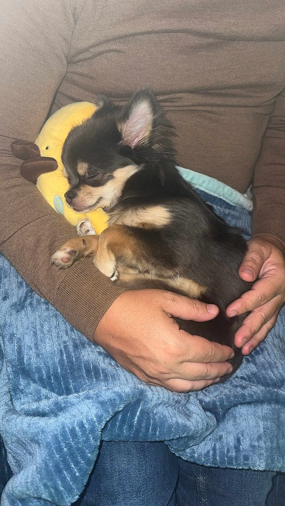 Naiya a rejoint le concours — aidez-le/la à gagner de superbes lots ! dog, puppy, sleeping, plush_toy, banana_pillow, hands, blanket, couch, sofa, cozy, indoor, cute, brown_fur, small_dog, nap, closed_eyes, resting, human_hands, textile, warm