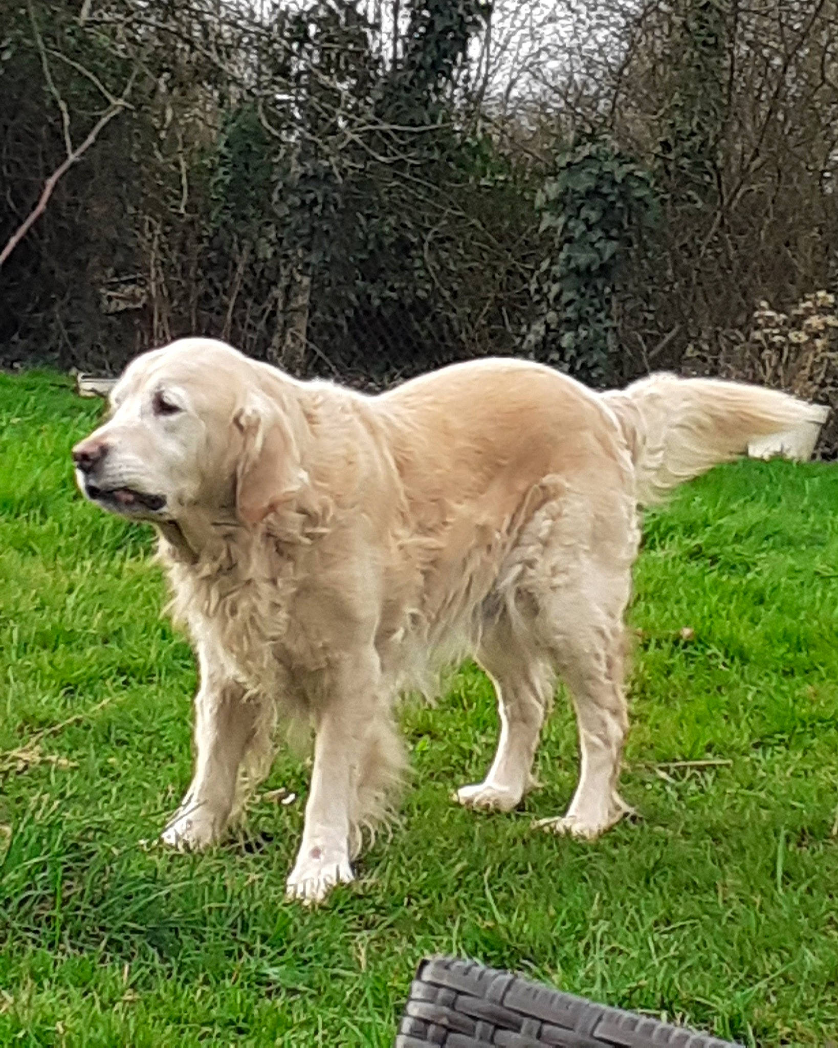 Malcom a rejoint le concours — aidez-le/la à gagner de superbes lots ! canidae, carnivore, chair, companion_dog, dog, dog_breed, fawn, golden_retriever, grass, gun_dog, livestock_guardian_dog, plant, polish_tatra_sheepdog, retriever, slovak_cuvac, snout, sporting_group, tail, tree, working_dog