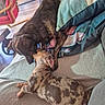 dog, puppy, brindle, spotted, couch, pillows, indoor, playful, pets, animal, friendship, cozy, furniture, snuggle, cute, canine, resting, home, companion, two_dogs