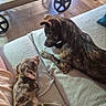 dog, couch, blanket, indoor, wooden_floor, wooden_table, pet, brown_dog, spotted_dog, resting, companion, cozy, relaxing, animal, paw, fur, side_view, living_room, furniture, domestic