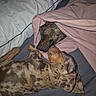 dog, sleeping, blanket, bed, pillow, cozy, resting, fur, brown, spotted, snuggling, indoors, cute, animal, pet, relaxation, quiet, companion, comfort, nap