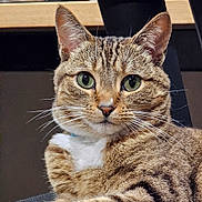 Sassafras joined the competition — help win amazing prizes! cat, tabby, green_eyes, white_paws, white_chest, striped_fur, animal, pet, indoor, chair, furniture, close_up, portrait, relaxed, whiskers, ears, fur, mammal, cute, domestic_cat