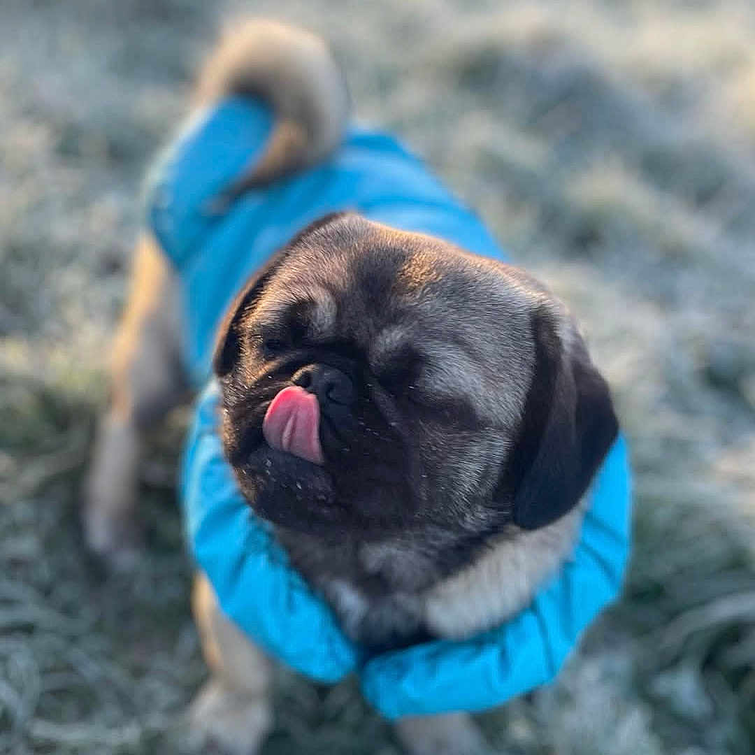 Winnie is registered to the contest to win money with this photo: animal, blue_jacket, canine, cold, cute, daylight, dog, ears, frosty_grass, fur, muzzle, outdoor, pet, playful, pug, small_dog, standing, tail, tongue_out, winter