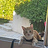 Winnie a rejoint le concours — aidez-le/la à gagner de superbes lots ! cat, orange_cat, white_cat, window, open_window, paws, garden, greenery, bushes, stone_steps, curious, pet, animal, outdoor, sunlight, daylight, looking, sitting, domestic_cat, nature