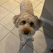 Luna is registered to the contest to win money with this photo: dog, beige, curly_fur, indoor, tile_floor, shadow, looking_up, pet, animal, cute, companion, curious, floor_tiles, corner_wall, domestic, mammal, fur, canine, friendly, house