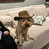 Luna joined the competition — help win amazing prizes! dog, cowboy_hat, curly_hair, beige_couch, living_room, pillow, person, sitting, indoors, pet, furniture, home, fur, cute, animal, brown, relaxed, domestic, companion, hat