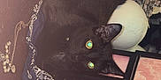 Lil C joined the competition — help win amazing prizes! black_cat, cat, plush_toy, raccoon_toy, necklace, framed_photos, sunset_photo, pink_background, decorative_items, wood_surface, indoor, pet, animal, reflection, cluttered, cozy, feline, flash_reflection, eyes, resting